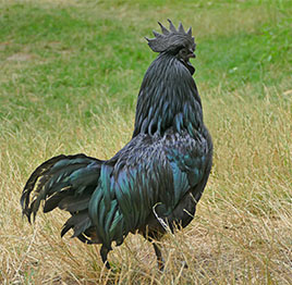 Chicken Kadaknath